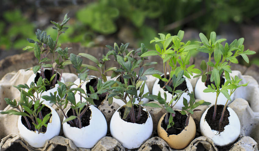 Tomato seedlings in Eggshells